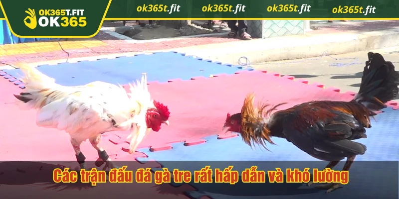 Các trận đấu đá gà tre rất hấp dẫn và khó lường