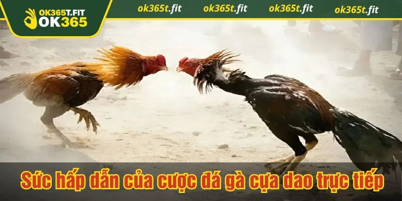 Đá gà cựa dao trên OK365 được đầu tư toàn diện