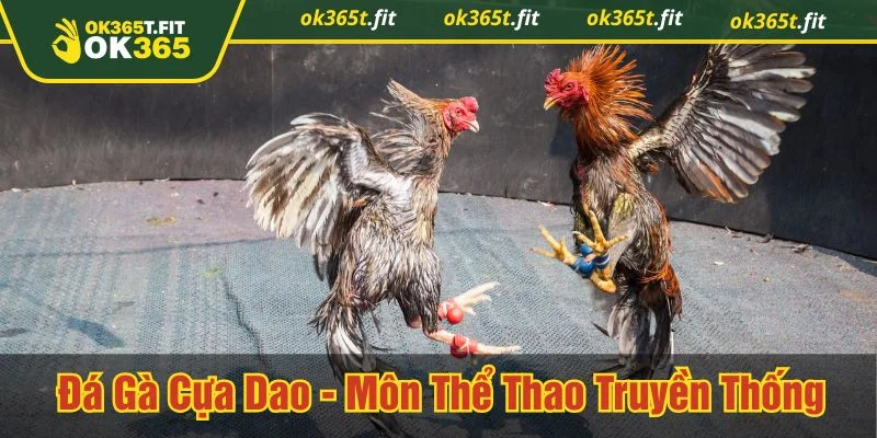 đá gà cựa dao