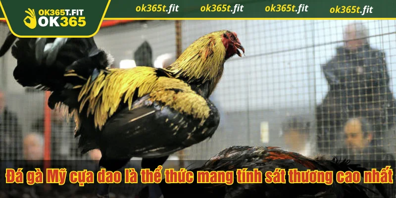 Đá gà Mỹ cựa dao là thể thức mang tính sát thương cao nhất