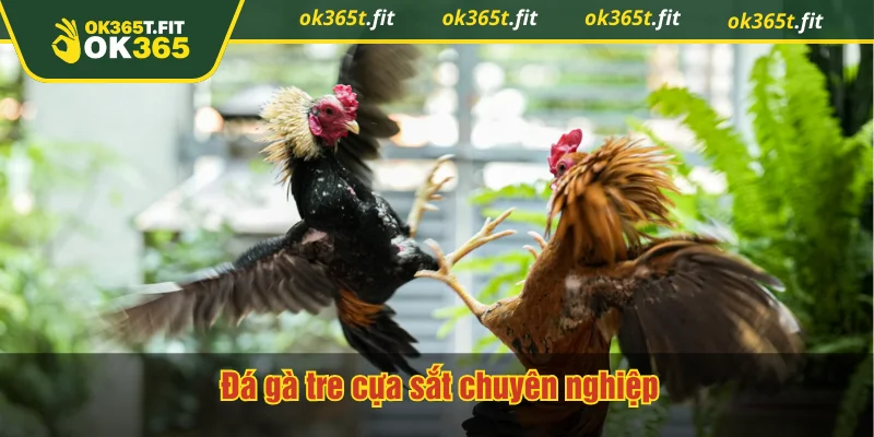 Đá gà tre cựa sắt chuyên nghiệp