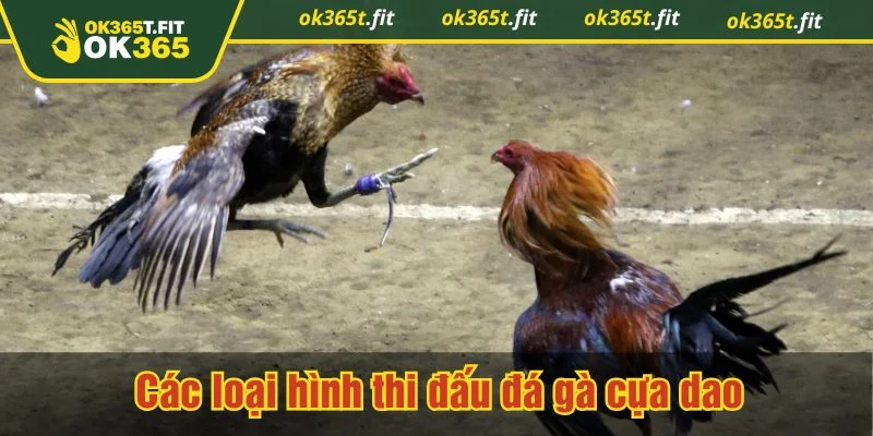 Đấu trường Thomo luôn thu hút đông đảo người chơi