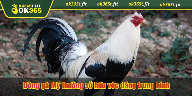 Dòng gà Mỹ thường sở hữu vóc dáng trung bình