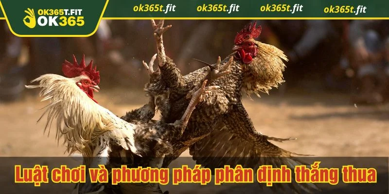 Luật của đá gà cựa dao khá trực quan, dễ nắm bắt