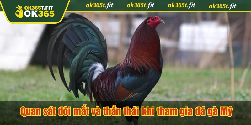 Quan sát đôi mắt và thần thái khi tham gia đá gà Mỹ