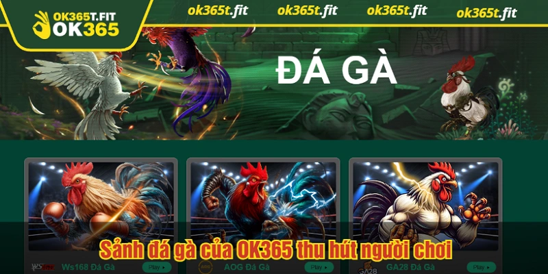 Sảnh đá gà của OK365 thu hút người chơi