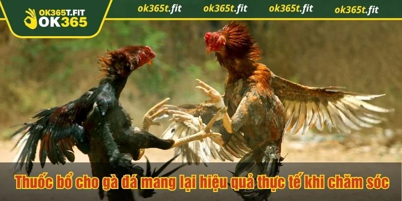 Thuốc bổ cho gà đá hỗ trợ tăng cường thể trạng