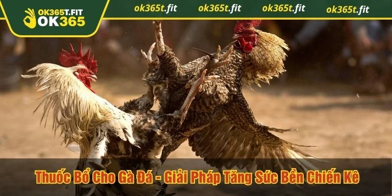 Thuốc bổ cho gà đá
